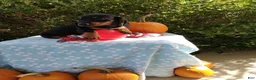 Miniature Dachshund dogs for sale: Marshal - Ad 2