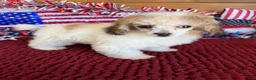 Toy Poodle dogs for sale: Beth - Ad 3