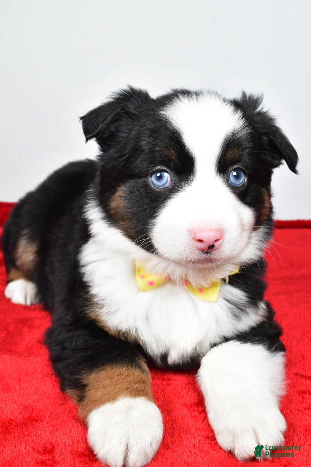 Miniature Australian Shepherd dogs for sale: Rick - Ad 5