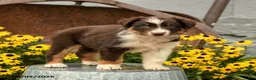 Australian Shepherd dogs for sale: Florence - Ad 1
