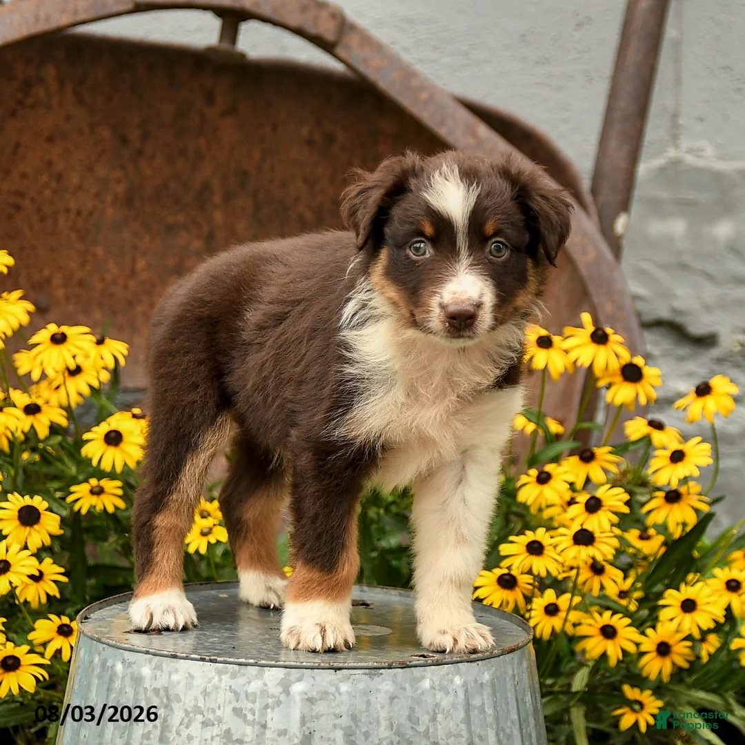 Australian Shepherd dogs for sale: Florence - Ad 1