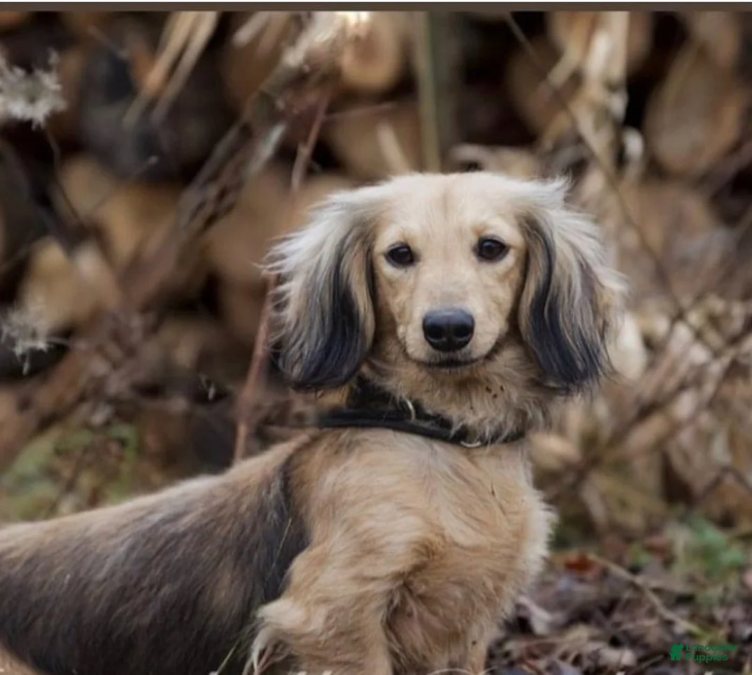 Miniature Dachshund dogs for sale: Frederick  - Ad 2