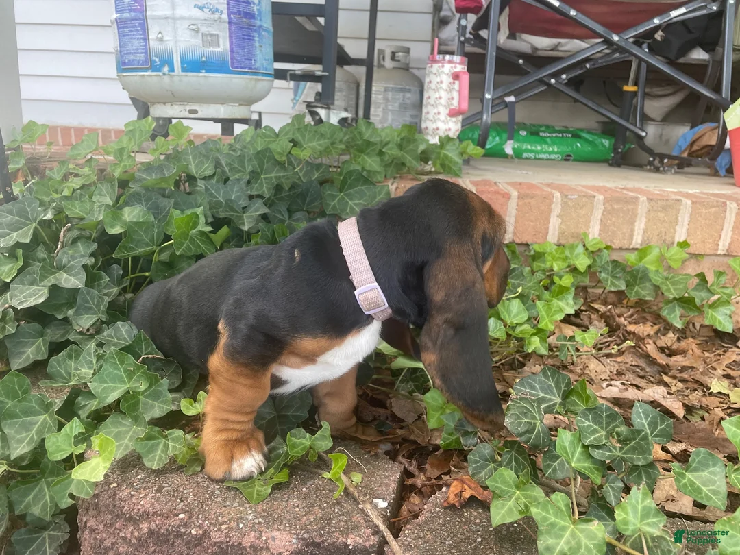 Basset Hound dogs for sale: Boots (light purple collar) - Ad 3