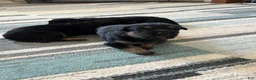 Mixed Breed dogs for sale: Bruno  - Ad 5