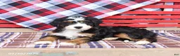 Mini Bernedoodle dogs for sale: Griffin - Ad 4
