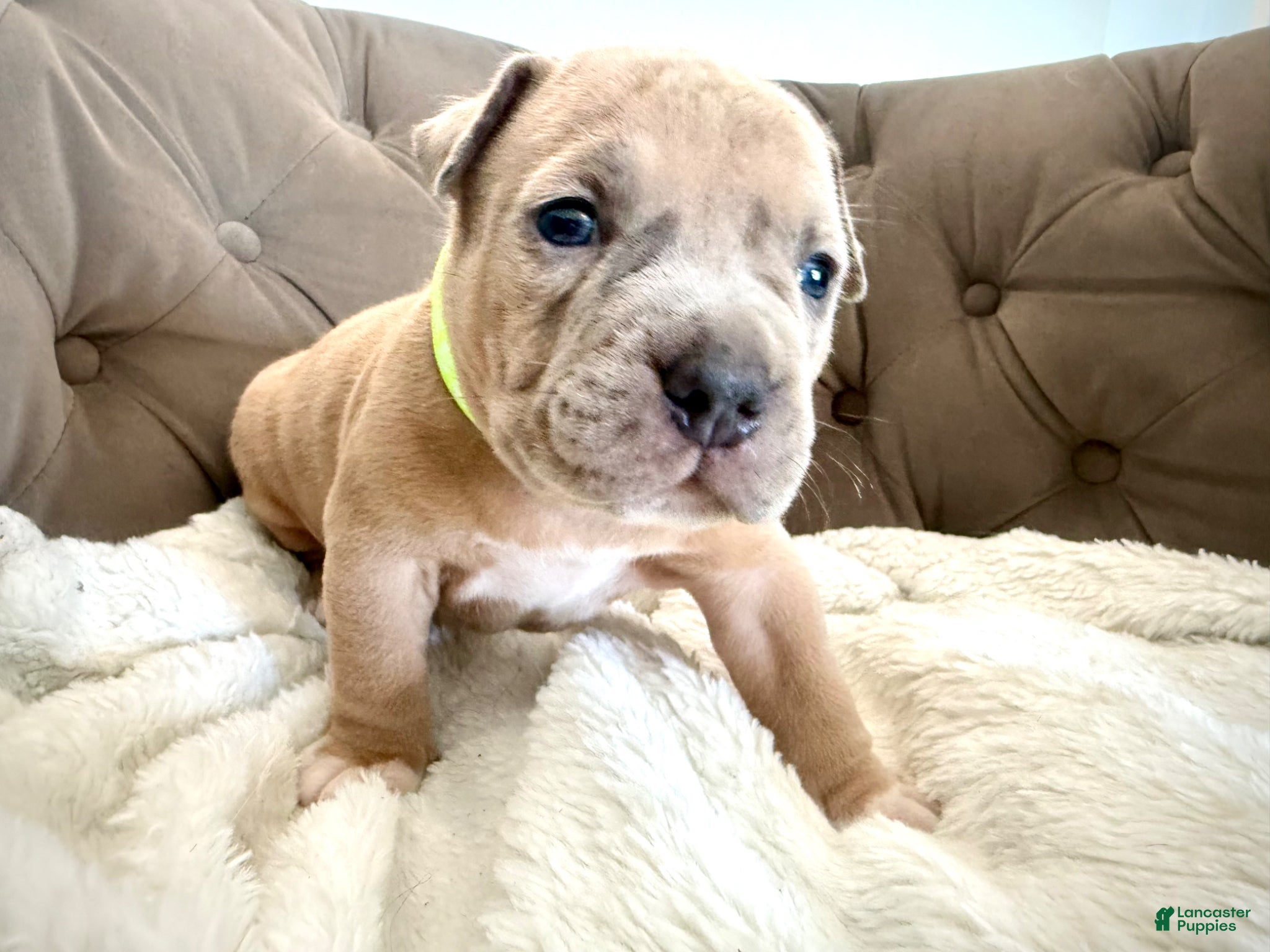 American Bully dogs Thor - XL American Bully Puppy  - Ad 37