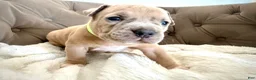American Bully dogs for sale: Thor - XL American Bully Puppy  - Ad 2