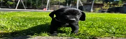 Mixed Breed dogs for sale: Red - Ad 24