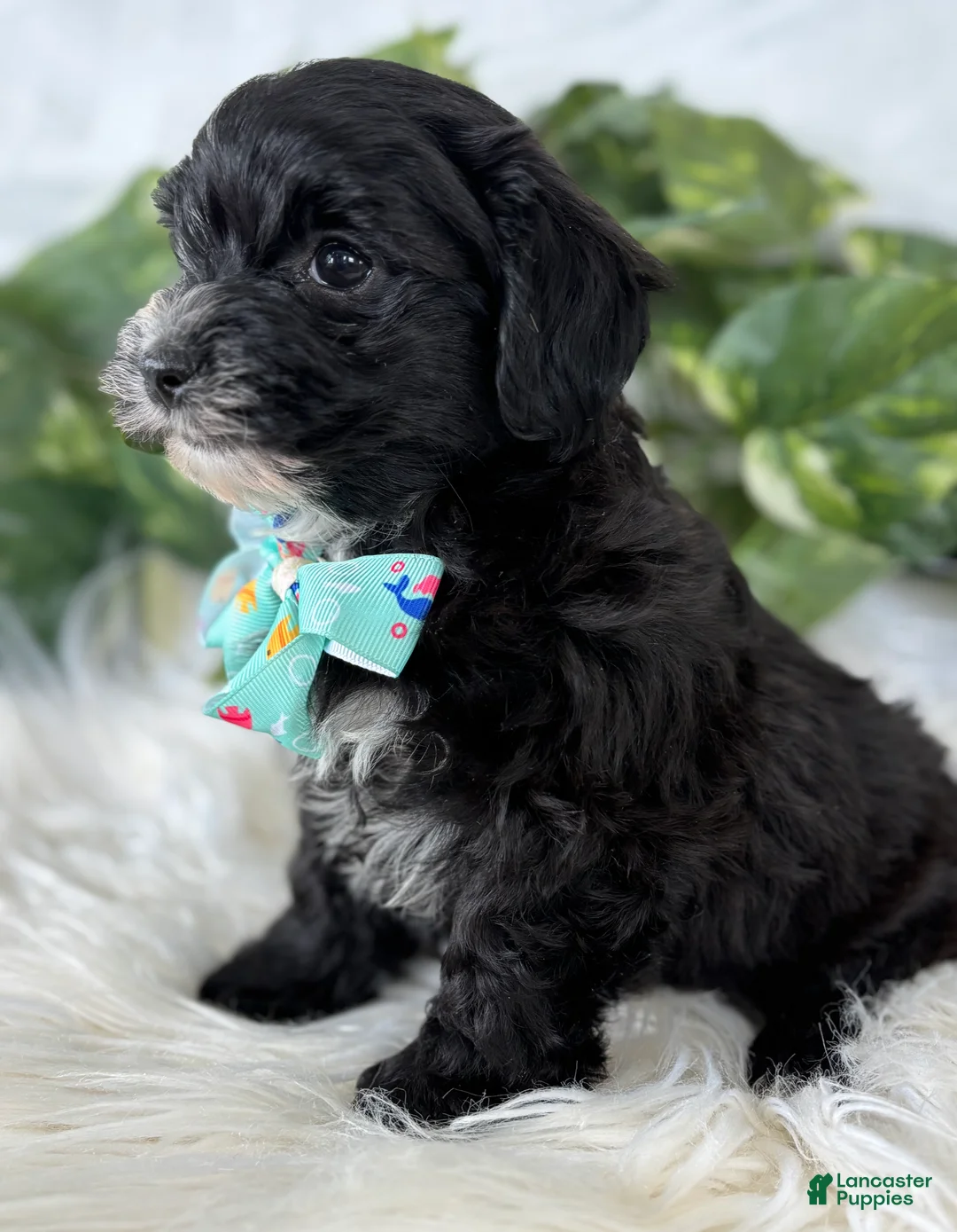 Morkie dogs for sale: Prince  - Ad 15