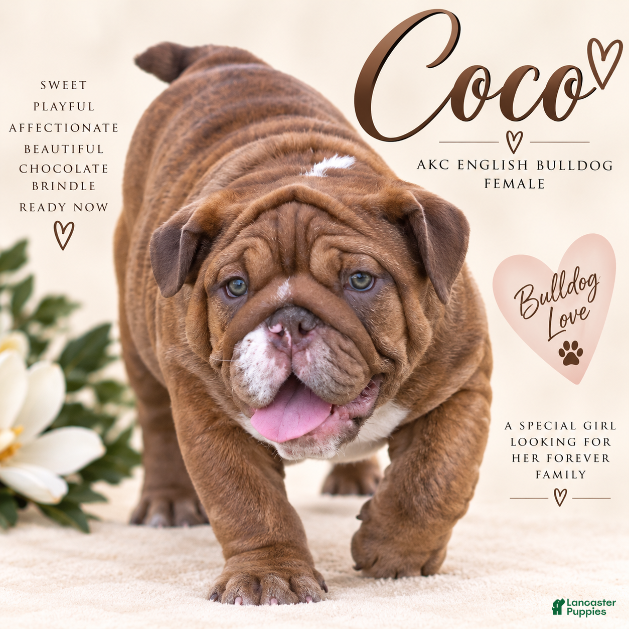 English Bulldog dogs Coco - Ad 12