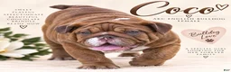 English Bulldog dogs for sale: Coco - Ad 1
