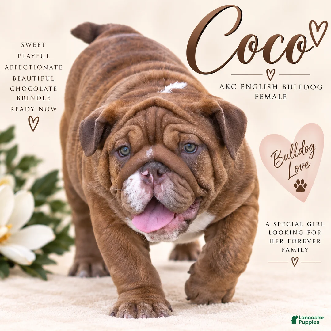 English Bulldog dogs for sale: Coco - Ad 1