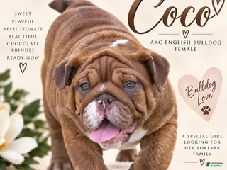 English Bulldog dogs Coco- Full AKC- Chocolate Brindle - Ad 3