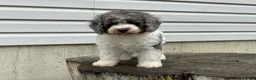 Miniature Poodle dogs for sale: Denzel Miniature Poodle  - Ad 4