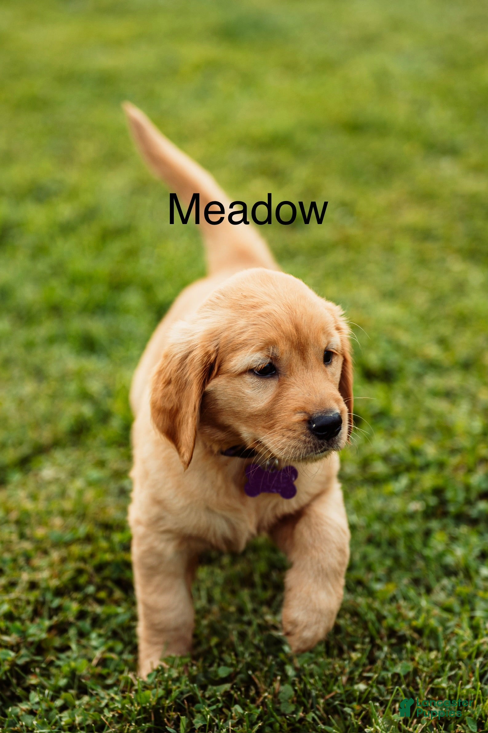 Golden Retriever dogs Meadow - Ad 2