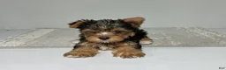 Yorkshire Terrier dogs for sale: Ruger - Ad 6