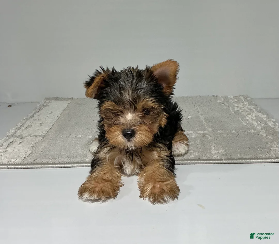 Yorkshire Terrier dogs for sale: Ruger - Ad 6