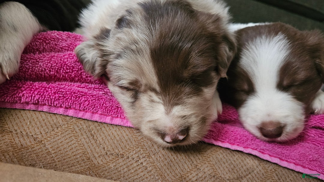 Border Collie dogs for sale: Border Collie Puppy 2 - Red Merle - Ad 9