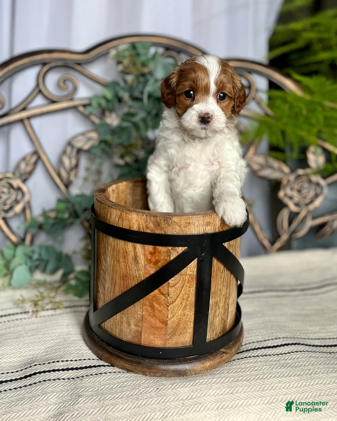 Miniature Poodle dogs for sale: Baby Cakes❤️🐾AKC Genetic Tested🐾Call 717-529-1907 - Ad 3