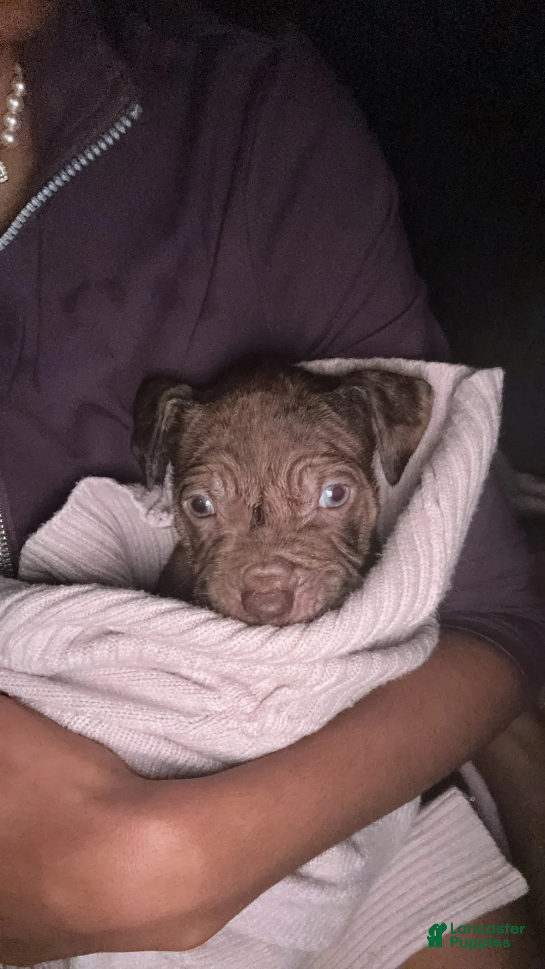 Mixed Breed dogs for sale: Spice - Ad 1