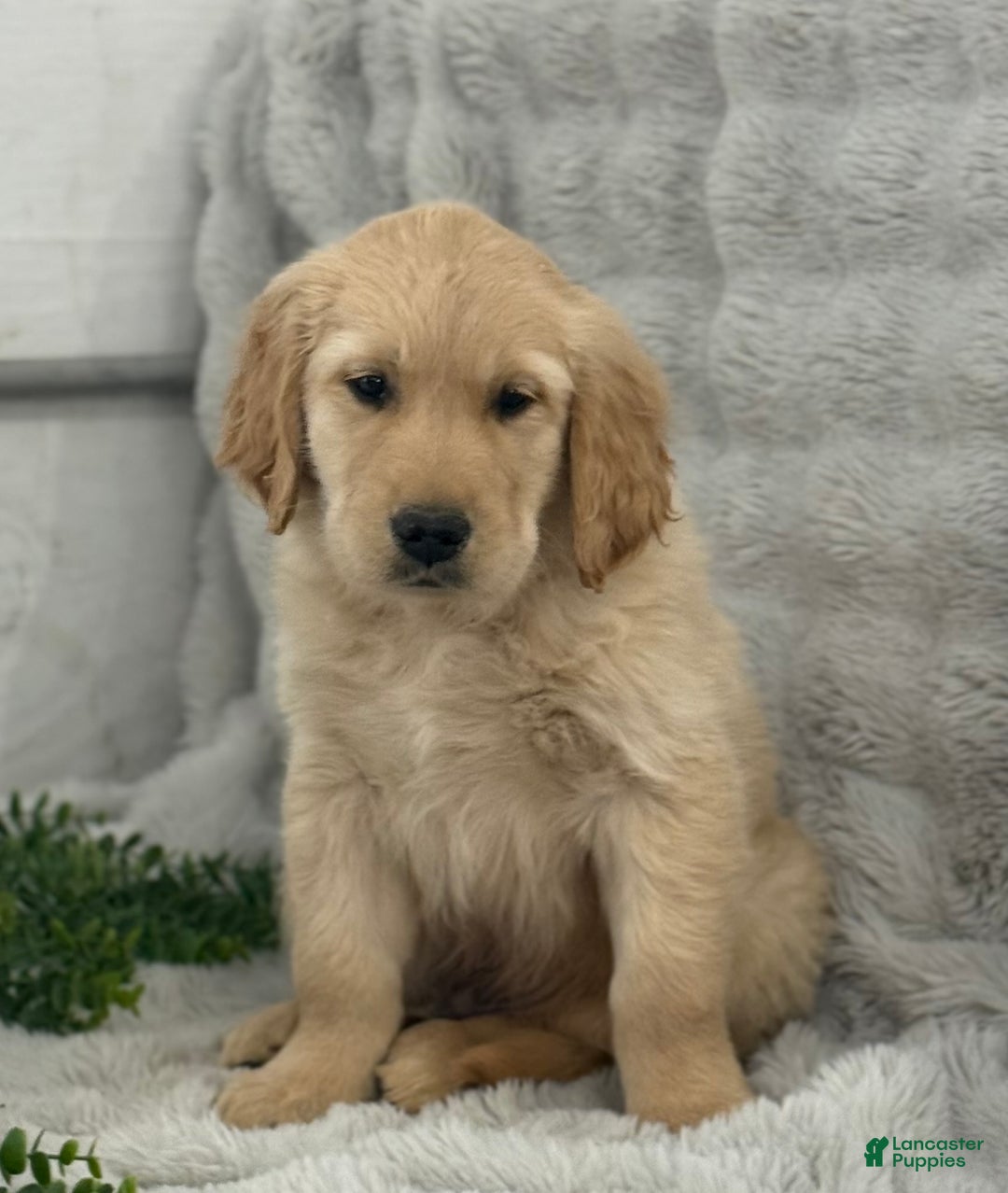 Golden Retriever dogs for sale: Jingle Bells - Ad 2