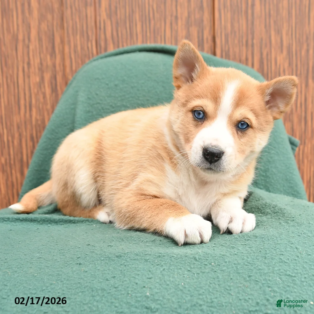 Mixed Breed dogs for sale: Alice - Ad 2