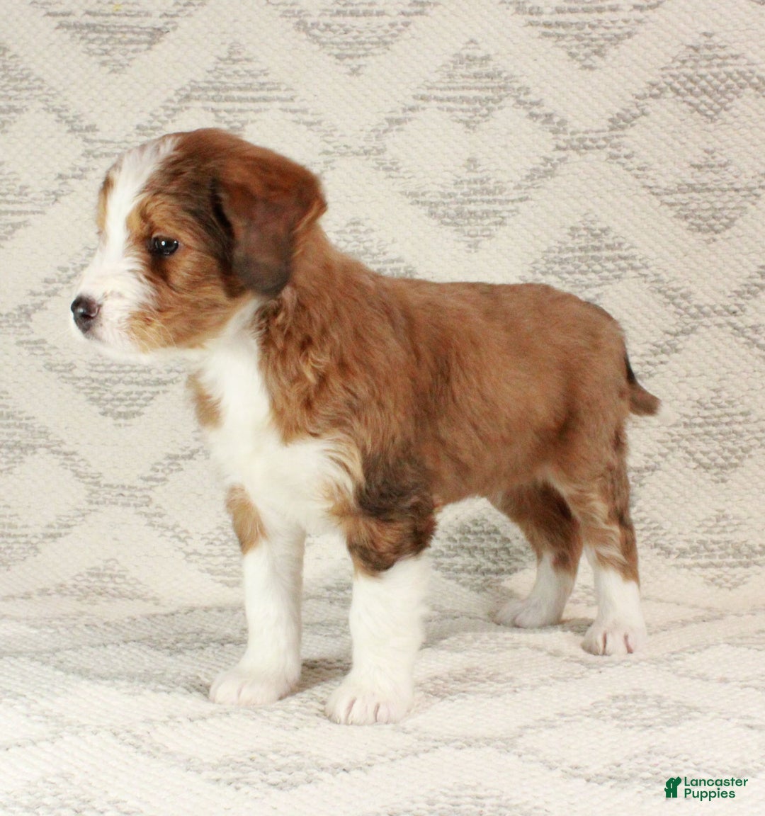 Bernedoodle dogs for sale: Sophie  - Ad 7