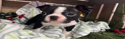 Boston Terrier dogs for sale: Rex - Ad 2