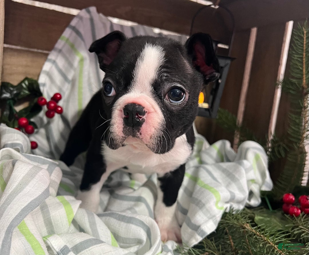 Boston Terrier dogs for sale: Rex - Ad 2