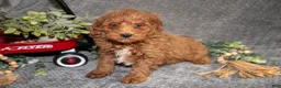 Miniature Poodle dogs for sale: Bud - Ad 3
