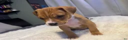 Mixed Breed dogs for sale: Ryder - Ad 12