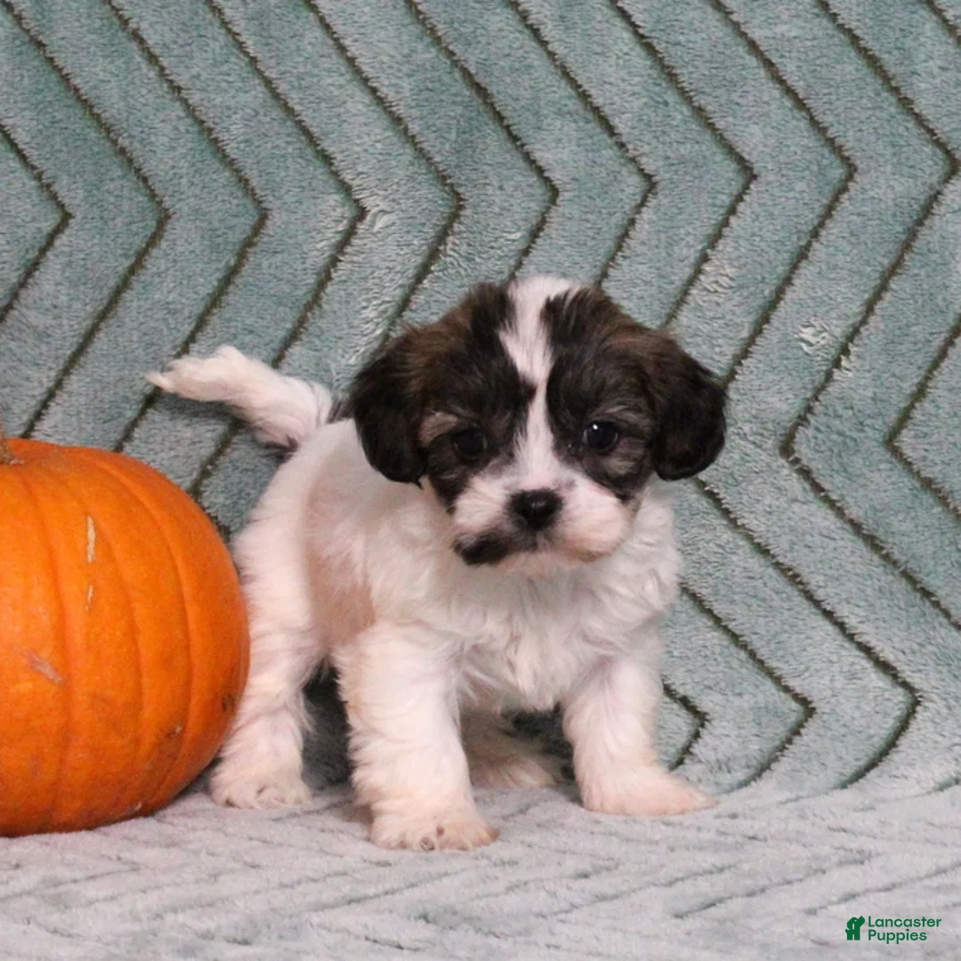 Teddy Bear dogs for sale: Isabelle - Ad 5
