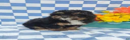 Yorkiepoo dogs for sale: Henry - Ad 4