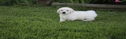 Golden Retriever dogs for sale: Casper - Ad 3