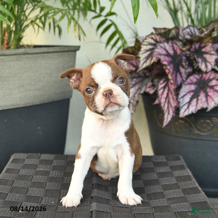 Boston Terrier dogs Whisper - Ad 2