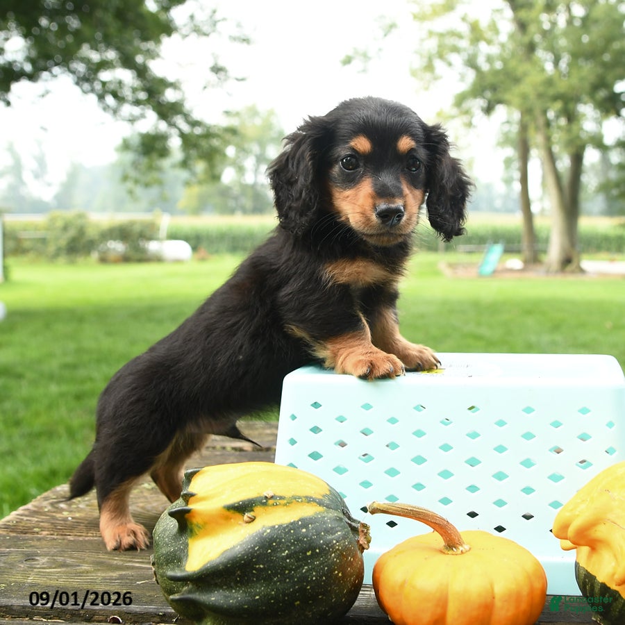 Miniature Dachshund dogs Fudge - Ad 2