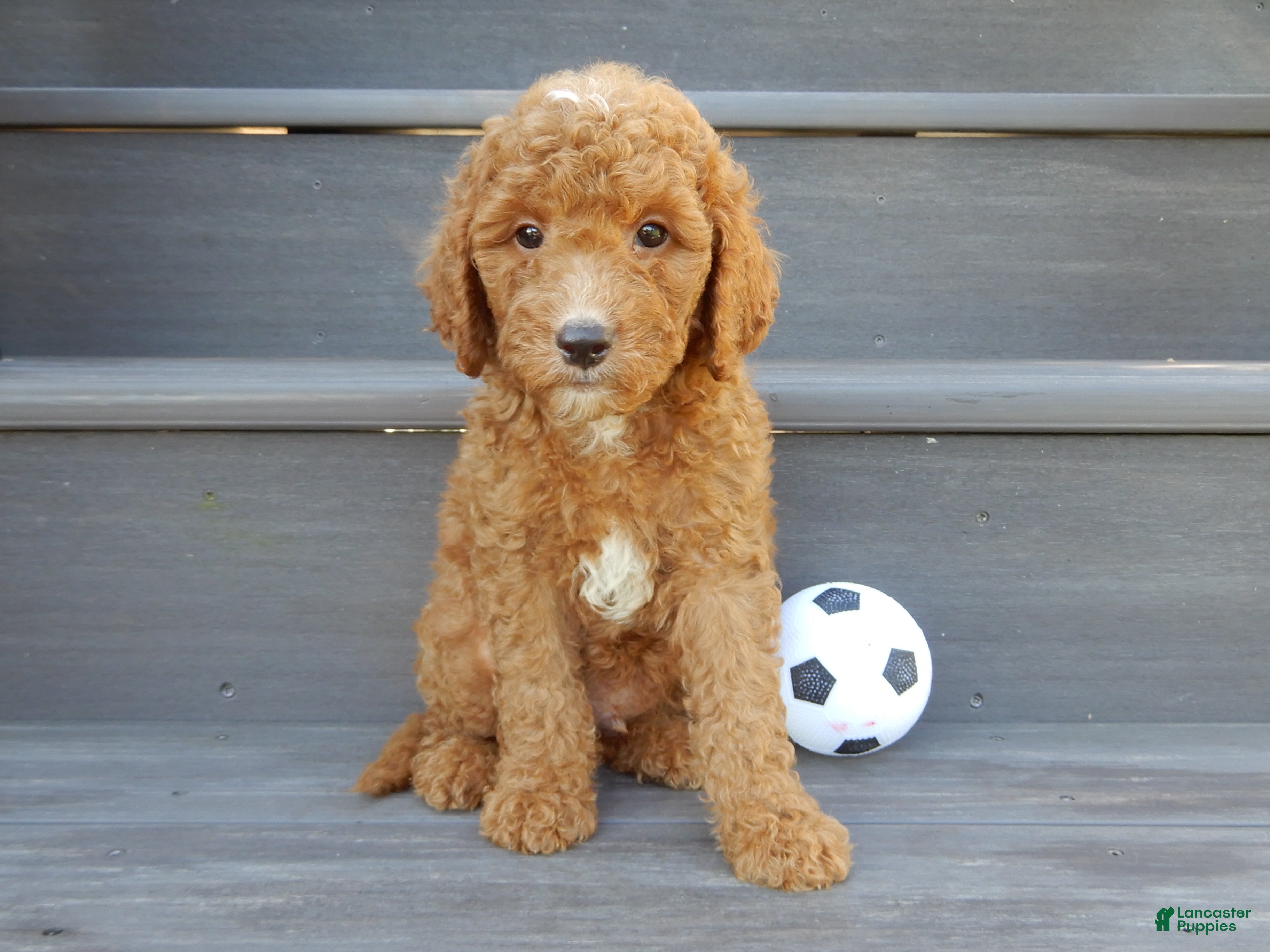 Mini Goldendoodle dogs Jake (Medium) - Ad 2