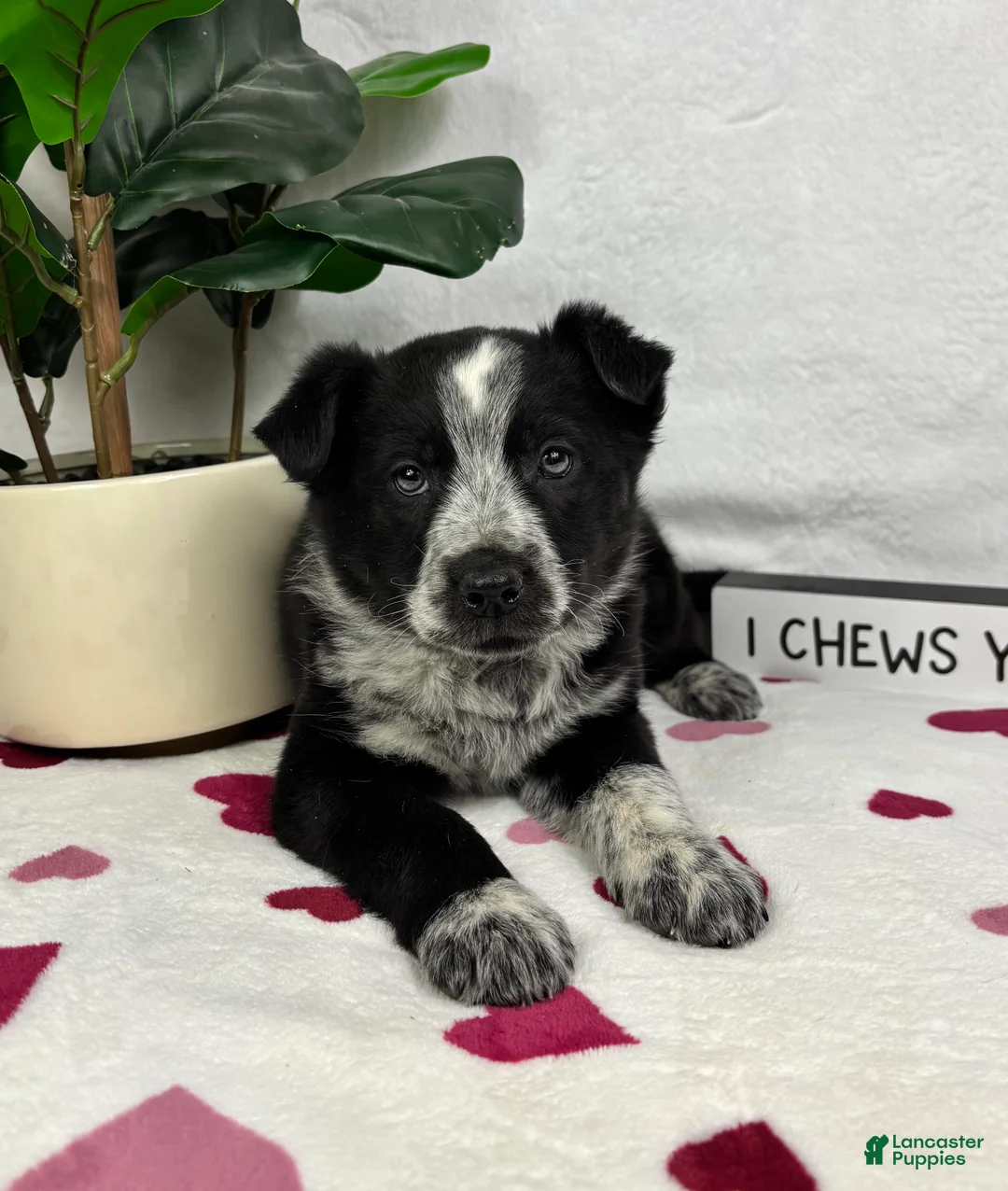 Mixed Breed dogs for sale: Marco - Ad 3