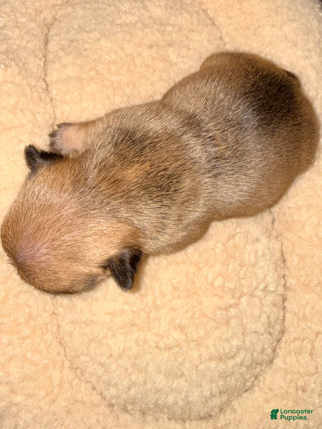 French Bulldog dogs for sale: French Bulldog Puppy 3 - Ad 8