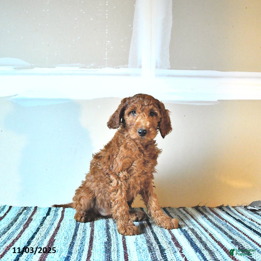 Irish Doodle dogs Lacey - Ad 17