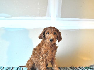 Irish Doodle dogs Lacey - Ad 15