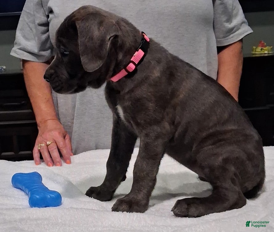 Cane Corso dogs Cane Corso 1 - Ad 1