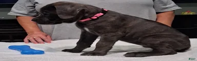 Cane Corso 1