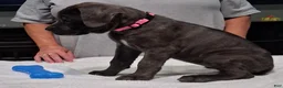 Cane Corso dogs for sale: Cane Corso 1 - Ad 1