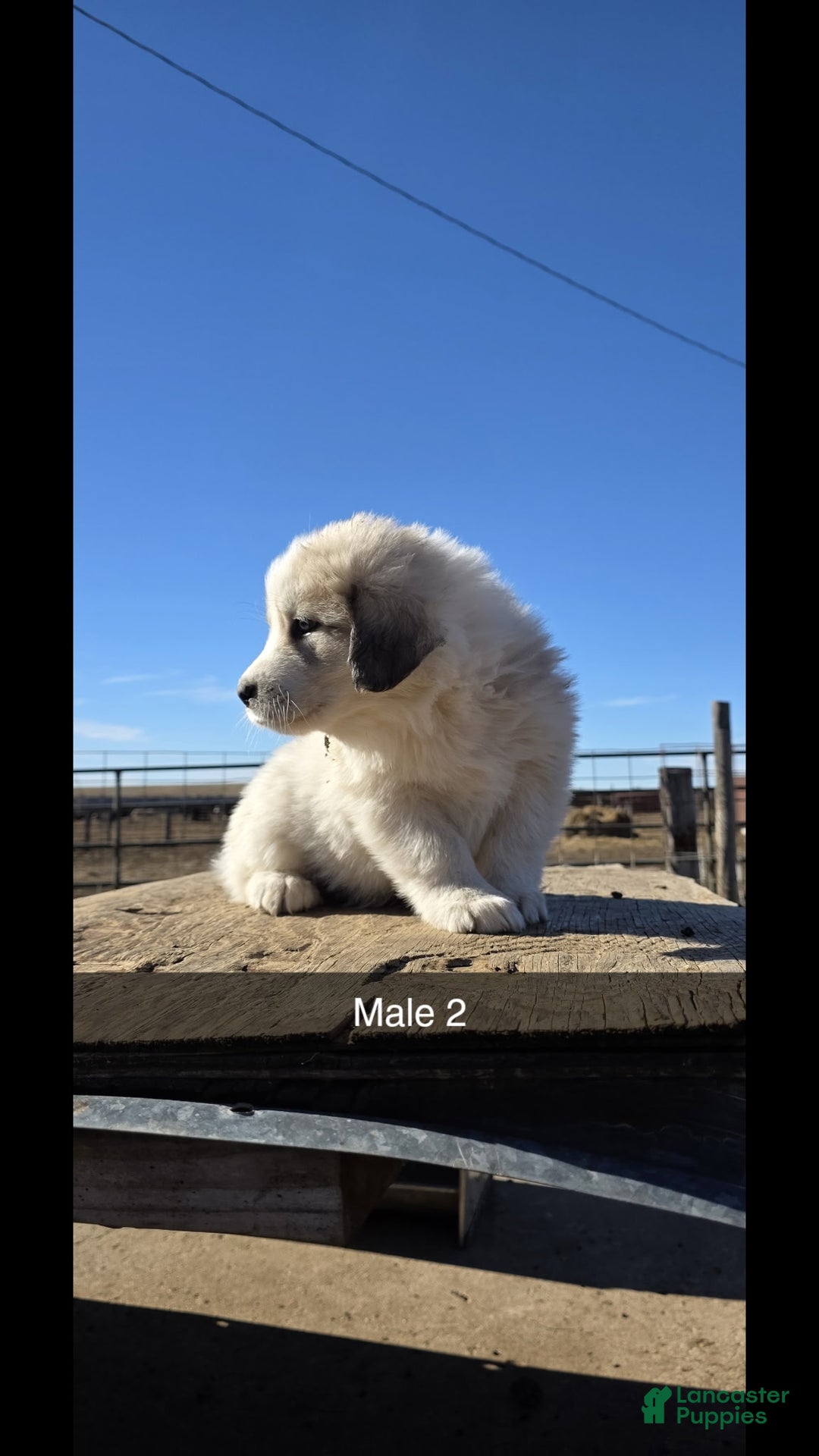 Mixed Breed dogs for sale: Mixed Breed Puppy 1 - Ad 1