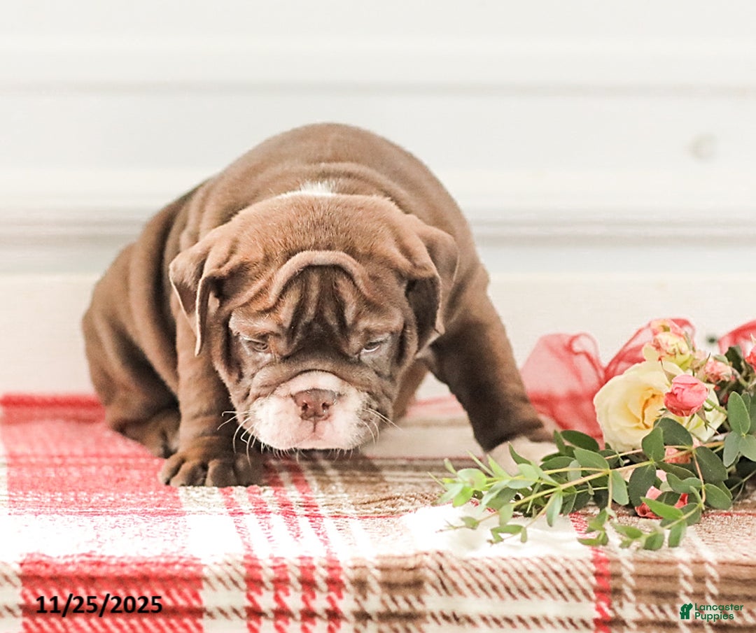 English Bulldog dogs for sale: Rhoda - Ad 17