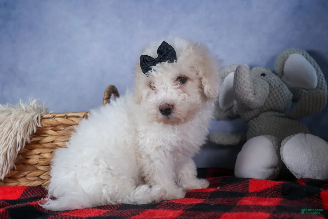 Bichpoo dogs for sale: Carmel - Ad 9