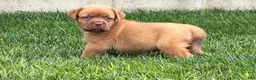 Dogue De Bordeaux dogs for sale: Babbles  - Ad 4