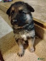 German Shepherd Puppy 4