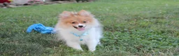 Pomeranian dogs for sale: Theo - Ad 7